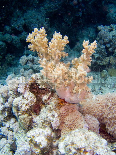 DSCF8577 mekky koral.jpg